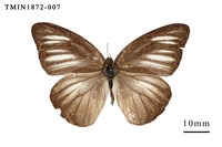 藏品(異色尖粉蝶)的圖片